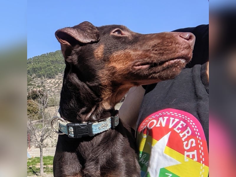 Jazmín  - lebensfroh, anhänglich und voller Hoffnung