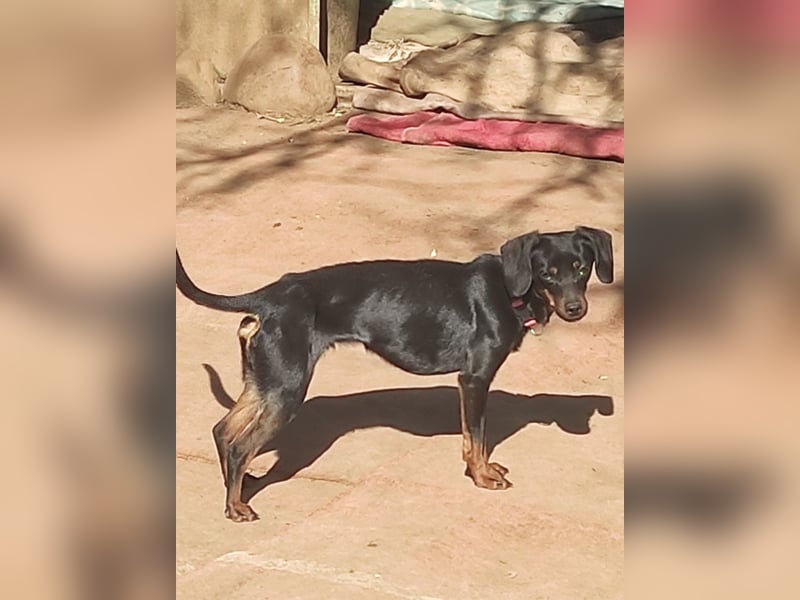 Katerine, eine kleine zarte Begleiterin