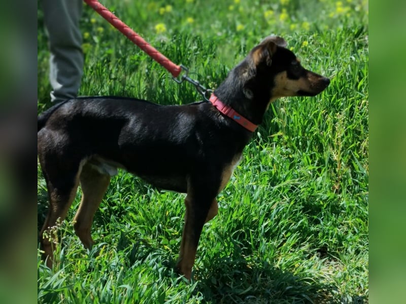 Zuckersüßer Donut - sensibler kleiner Herzenshund sucht sein Glück