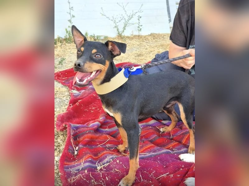 Cooper - kleiner Herzenshund mit großer Lebensfreude sucht sein Für-immer-Zuhause