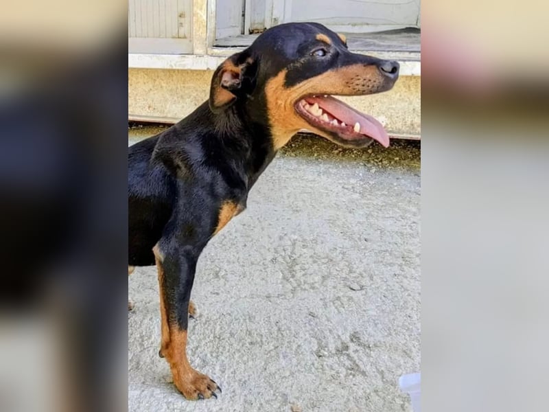 Cooper - kleiner Herzenshund mit großer Lebensfreude sucht sein Für-immer-Zuhause
