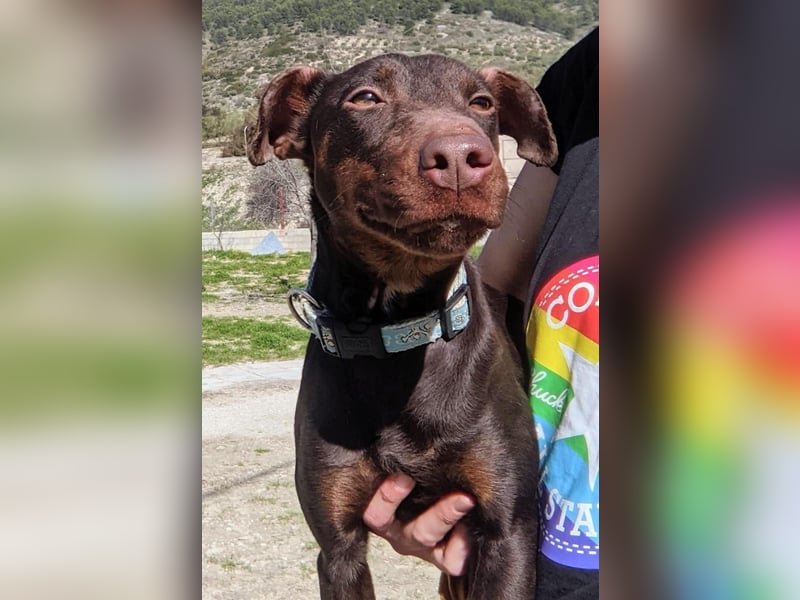 Jazmín  - lebensfroh, anhänglich und voller Hoffnung