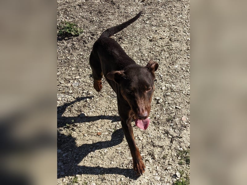 Jazmín  - lebensfroh, anhänglich und voller Hoffnung