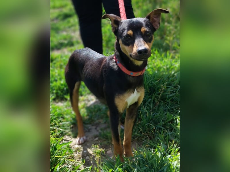 Zuckersüßer Donut - sensibler kleiner Herzenshund sucht sein Glück