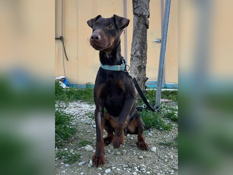 Jazmín  - lebensfroh, anhänglich und voller Hoffnung