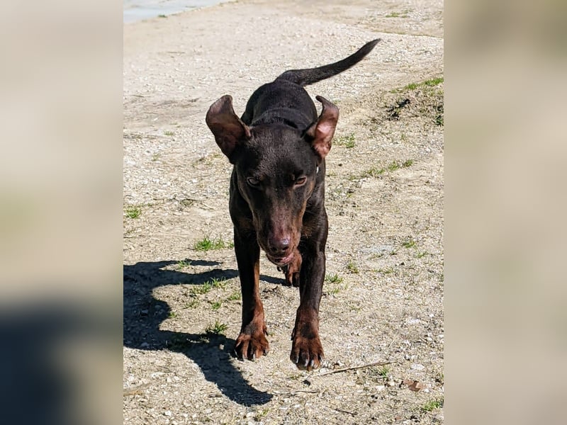 Jazmín  - lebensfroh, anhänglich und voller Hoffnung