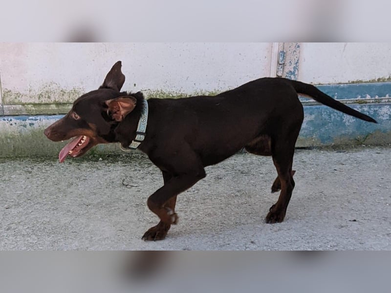 Jazmín  - lebensfroh, anhänglich und voller Hoffnung