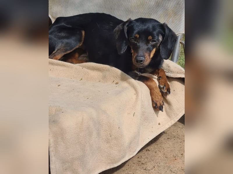 Katerine, eine kleine zarte Begleiterin