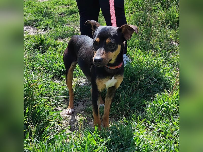 Zuckersüßer Donut - sensibler kleiner Herzenshund sucht sein Glück
