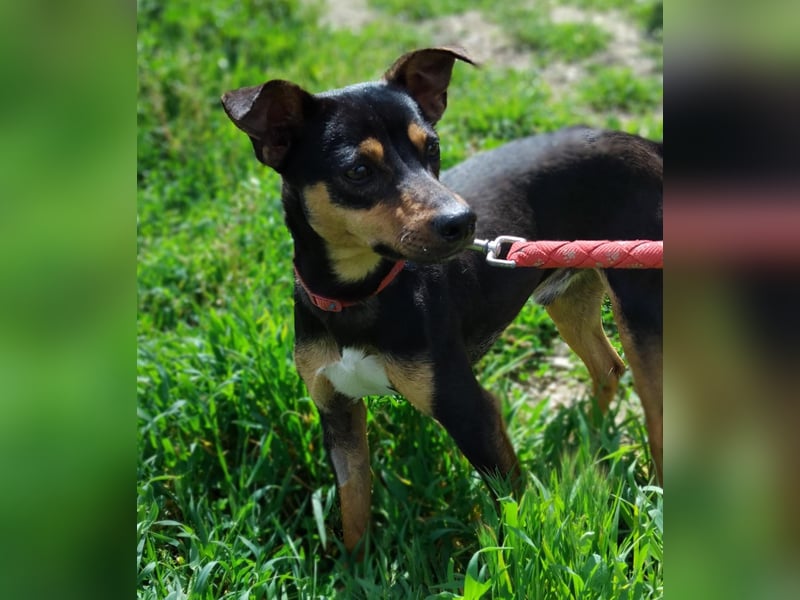 Zuckersüßer Donut - sensibler kleiner Herzenshund sucht sein Glück