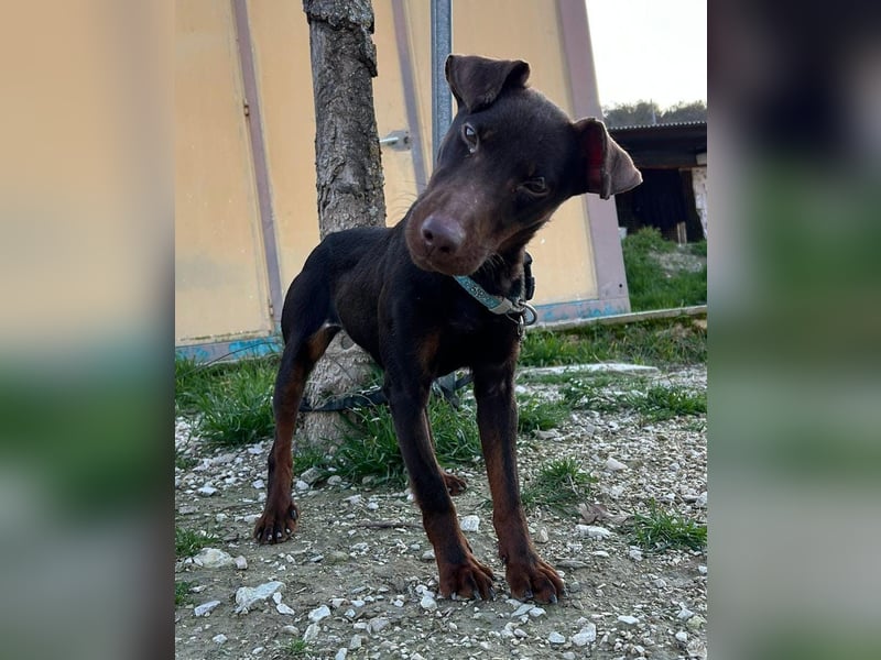 Jazmín  - lebensfroh, anhänglich und voller Hoffnung