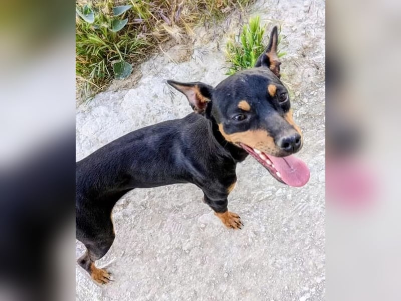 Cooper - kleiner Herzenshund mit großer Lebensfreude sucht sein Für-immer-Zuhause