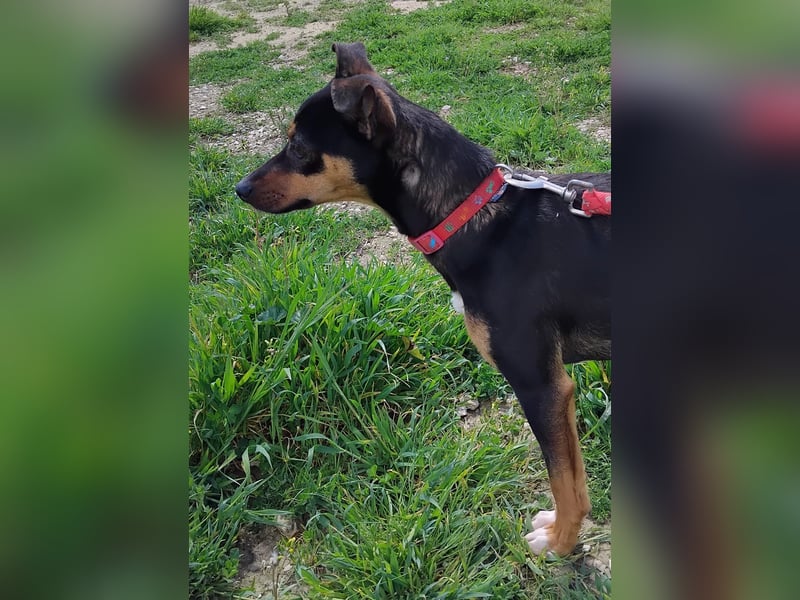 Zuckersüßer Donut - sensibler kleiner Herzenshund sucht sein Glück