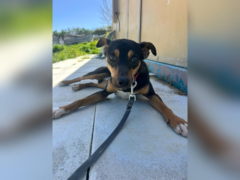 Zuckersüßer Donut - sensibler kleiner Herzenshund sucht sein Glück