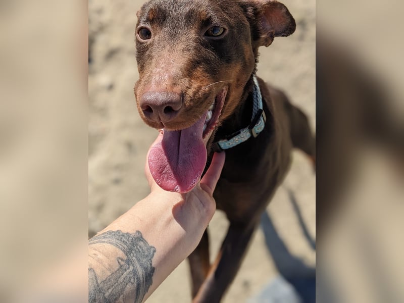 Jazmín  - lebensfroh, anhänglich und voller Hoffnung