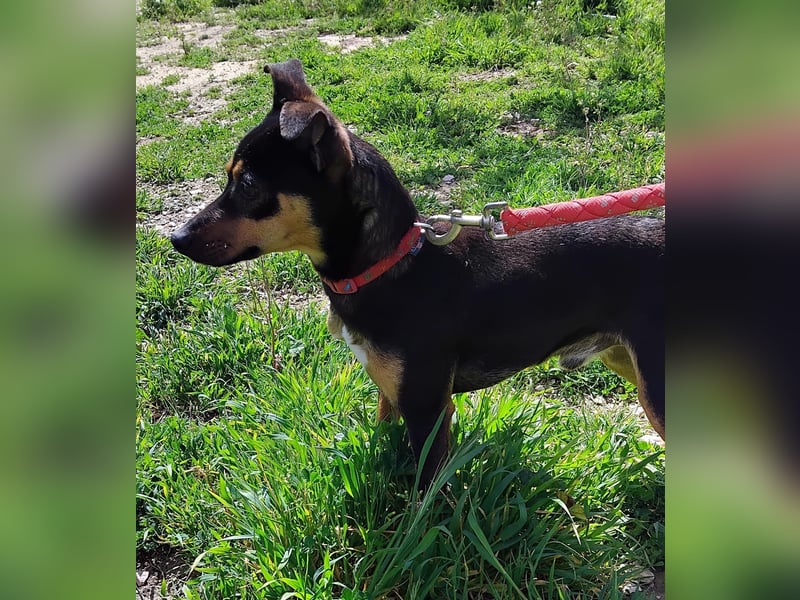 Zuckersüßer Donut - sensibler kleiner Herzenshund sucht sein Glück