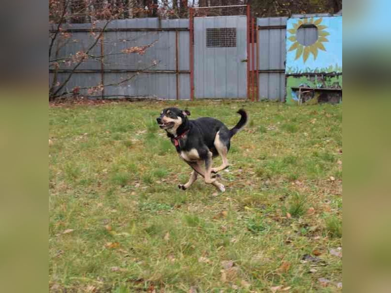 Erwin, Pinschermix, geb. 2022, such geduldiges Zuhause