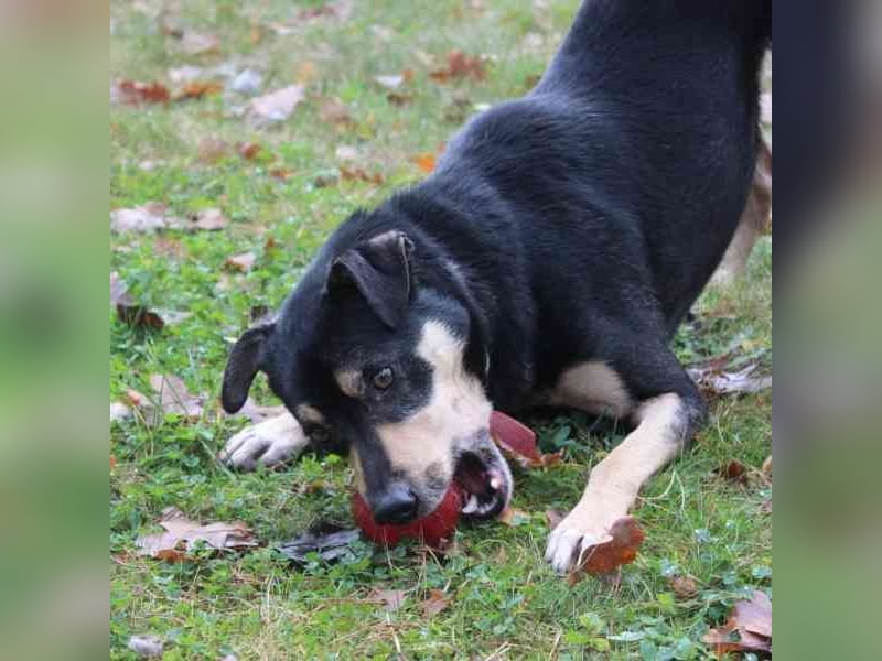 Erwin, Pinschermix, geb. 2022, such geduldiges Zuhause