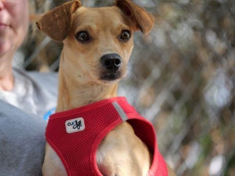 Wilde - ein Mischung aus Knutschkugel und Wirbelwind