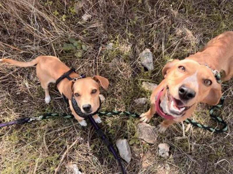 Wilde - ein Mischung aus Knutschkugel und Wirbelwind