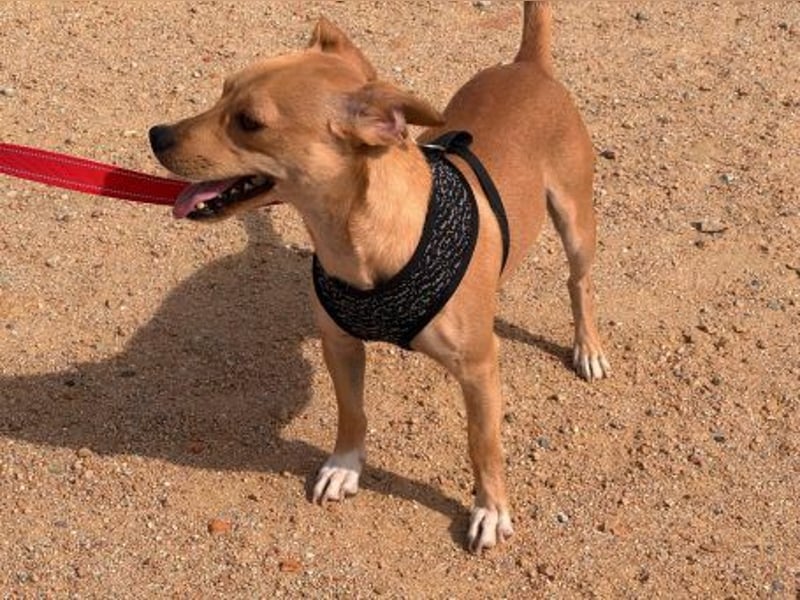 Wilde - ein Mischung aus Knutschkugel und Wirbelwind