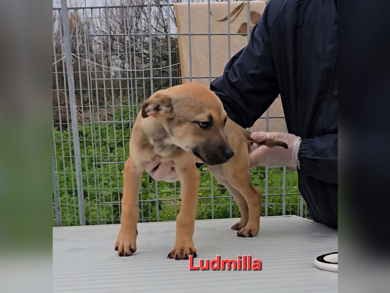 Ludmilla: 1000 Streichelhände gesucht