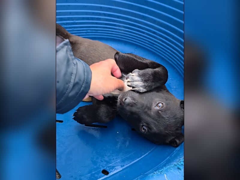 Lanara: wer spielt und kuschelt mit mir?