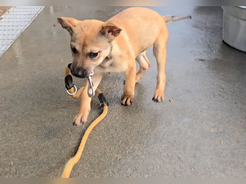 Ludmilla: 1000 Streichelhände gesucht