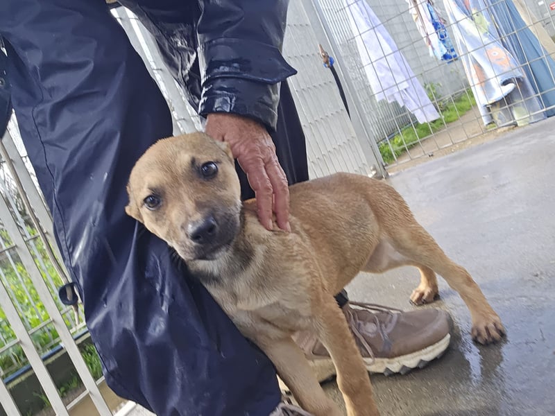 Ludmilla: 1000 Streichelhände gesucht