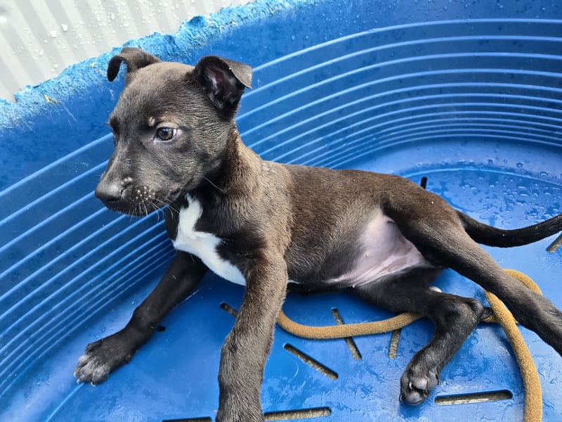 Lanara: wer spielt und kuschelt mit mir?