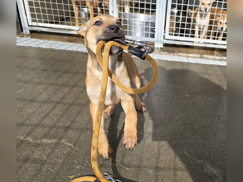 Ludmilla: 1000 Streichelhände gesucht