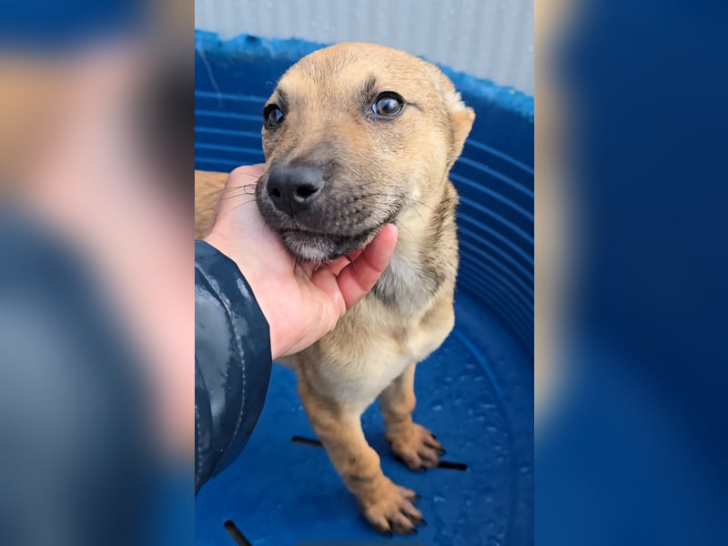 Ludmilla: 1000 Streichelhände gesucht