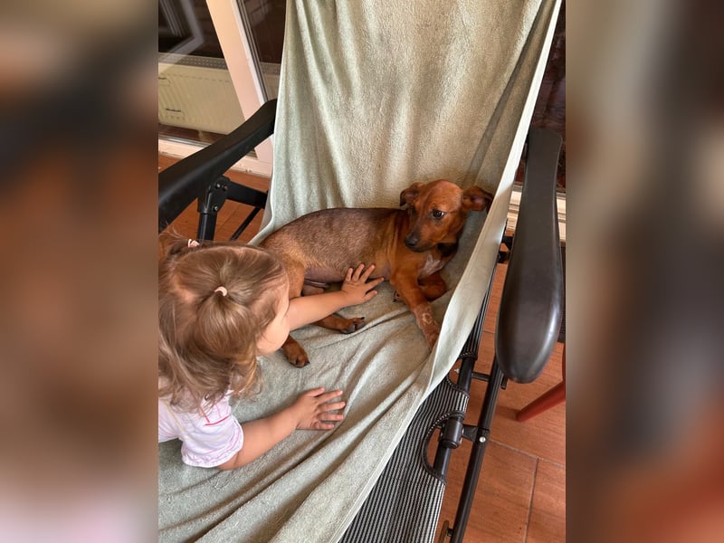 Update:  Kinderlieber Kastor in RLP, sucht ab sofort ein Zuhause