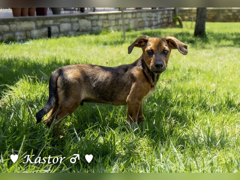 Update:  Kinderlieber Kastor in RLP, sucht ab sofort ein Zuhause