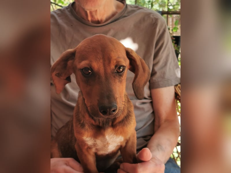 Update:  Kinderlieber Kastor in RLP, sucht ab sofort ein Zuhause