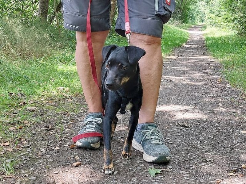 süße Pinscher-Mix Hündin "Ema" sucht ein Zuhause