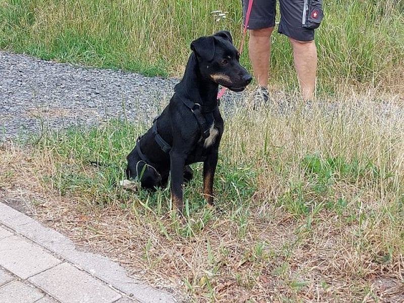 süße Pinscher-Mix Hündin "Ema" sucht ein Zuhause