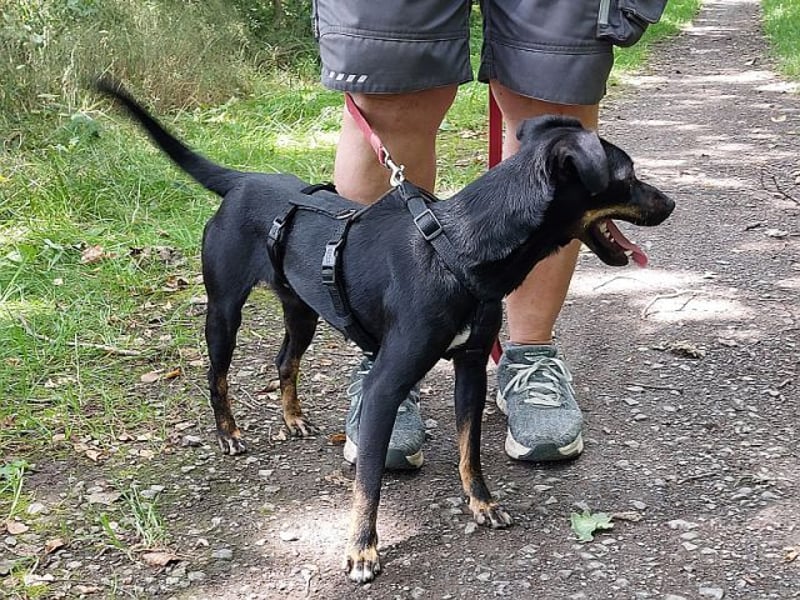 süße Pinscher-Mix Hündin "Ema" sucht ein Zuhause