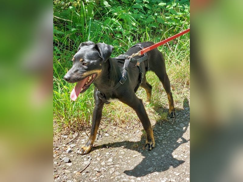 süße Pinscher-Mix Hündin "Ema" sucht ein Zuhause