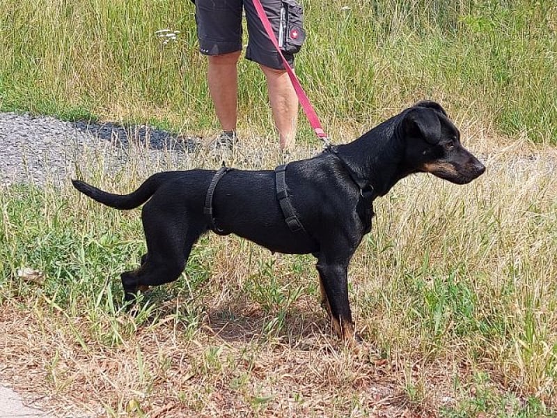 süße Pinscher-Mix Hündin "Ema" sucht ein Zuhause