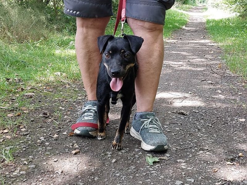 süße Pinscher-Mix Hündin "Ema" sucht ein Zuhause