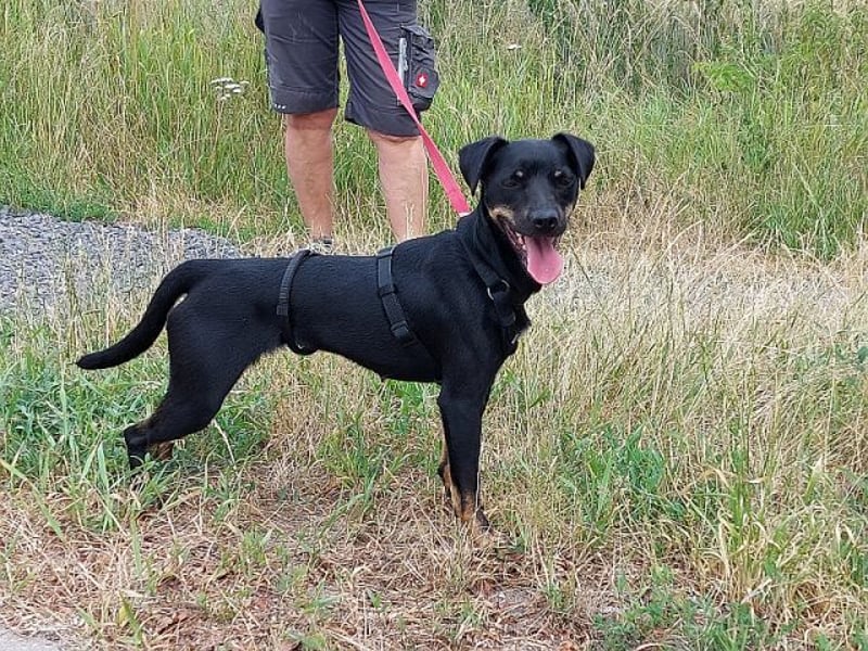 süße Pinscher-Mix Hündin "Ema" sucht ein Zuhause