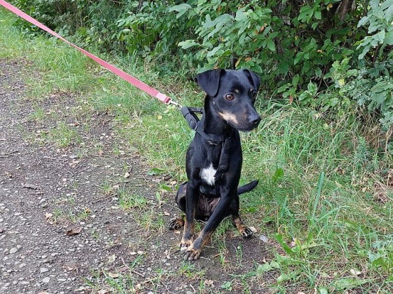 süße Pinscher-Mix Hündin "Ema" sucht ein Zuhause