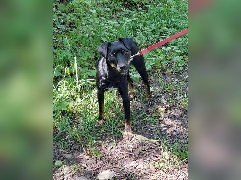 süße Pinscher-Mix Hündin "Ema" sucht ein Zuhause