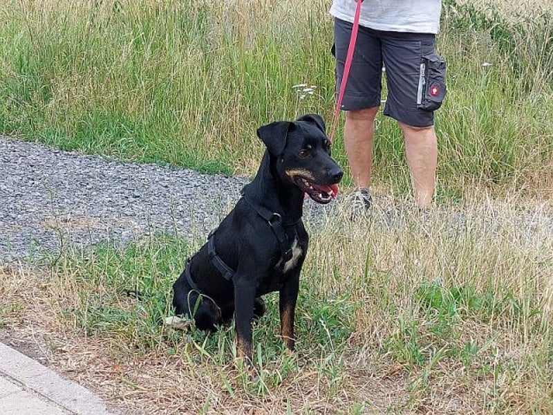 süße Pinscher-Mix Hündin "Ema" sucht ein Zuhause