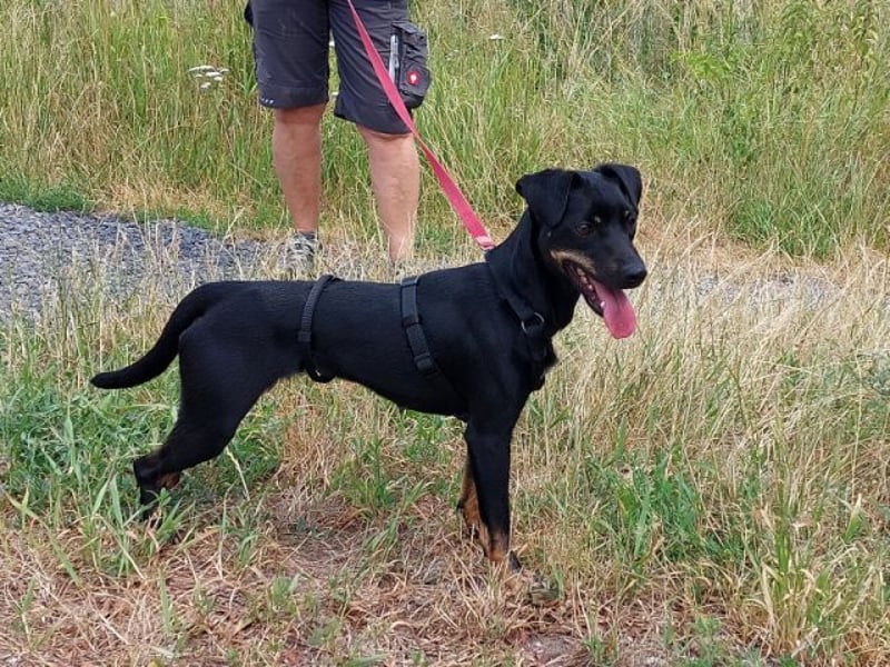süße Pinscher-Mix Hündin "Ema" sucht ein Zuhause
