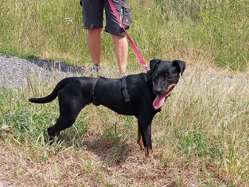süße Pinscher-Mix Hündin "Ema" sucht ein Zuhause