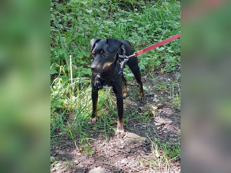 süße Pinscher-Mix Hündin "Ema" sucht ein Zuhause