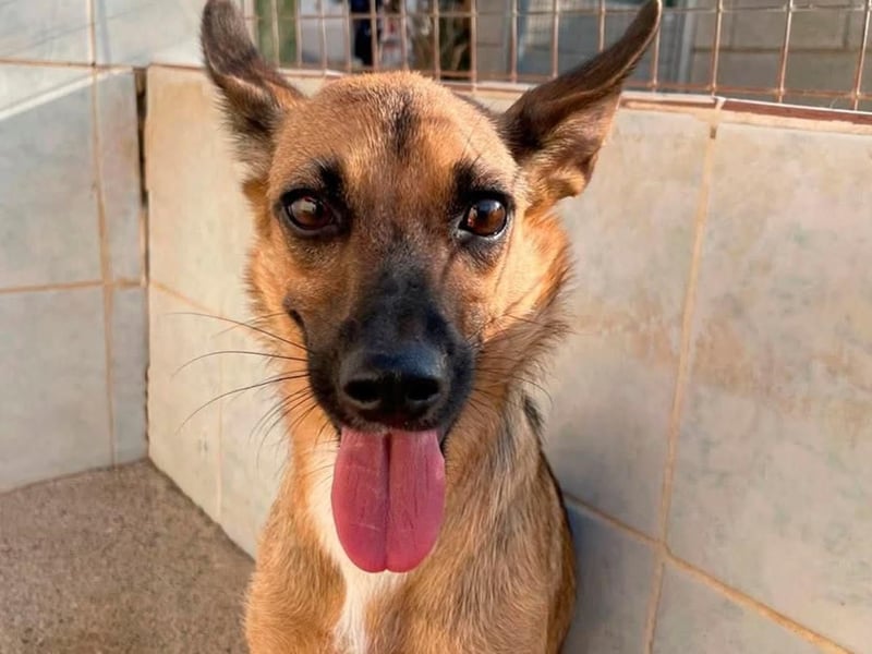 KIKA das fröhliche Hundemädchen