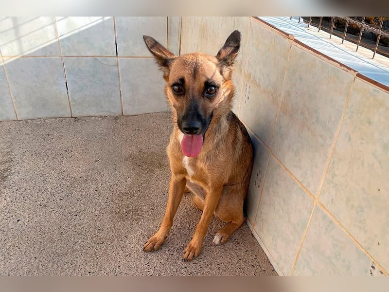 KIKA das fröhliche Hundemädchen